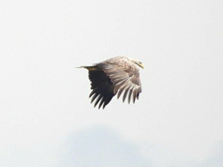 White-tailed Eagle - Ivan V