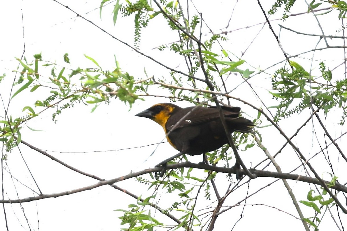 Yellow-headed Blackbird - JOEL STEPHENS