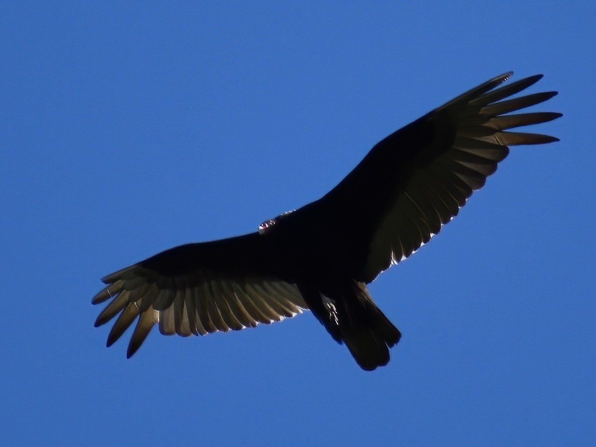 Turkey Vulture - ML618078293