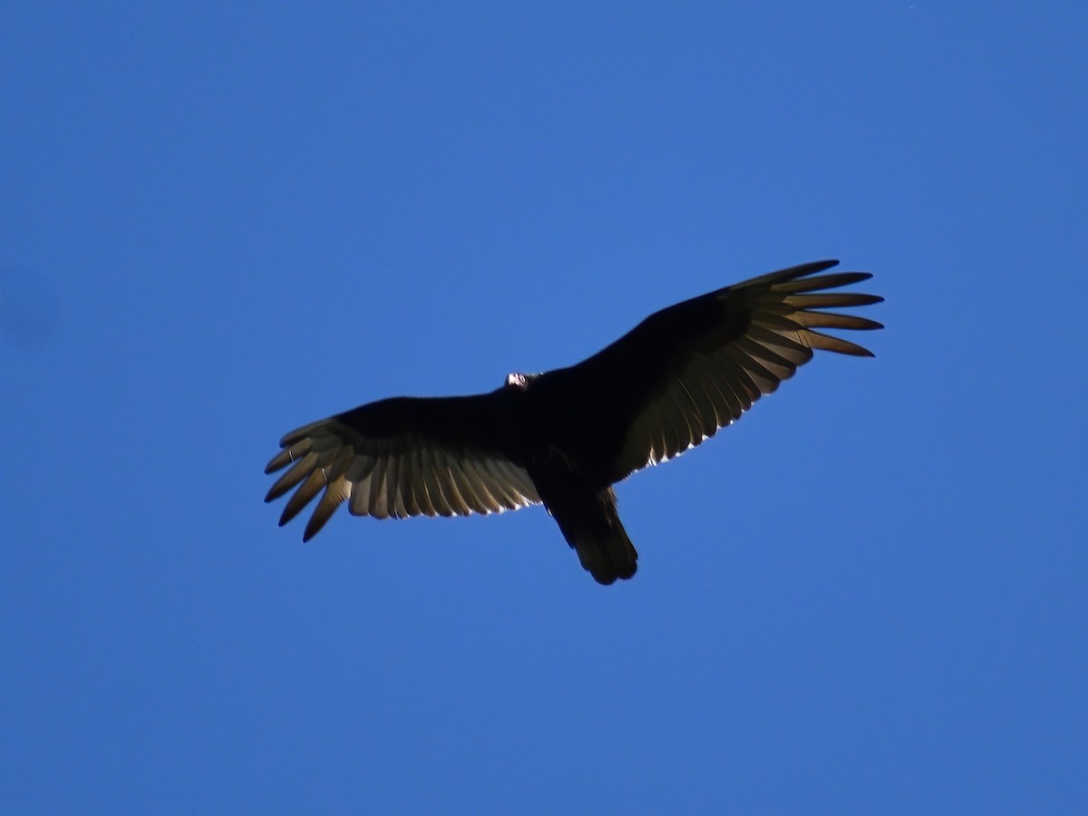 Turkey Vulture - Patrick McGill