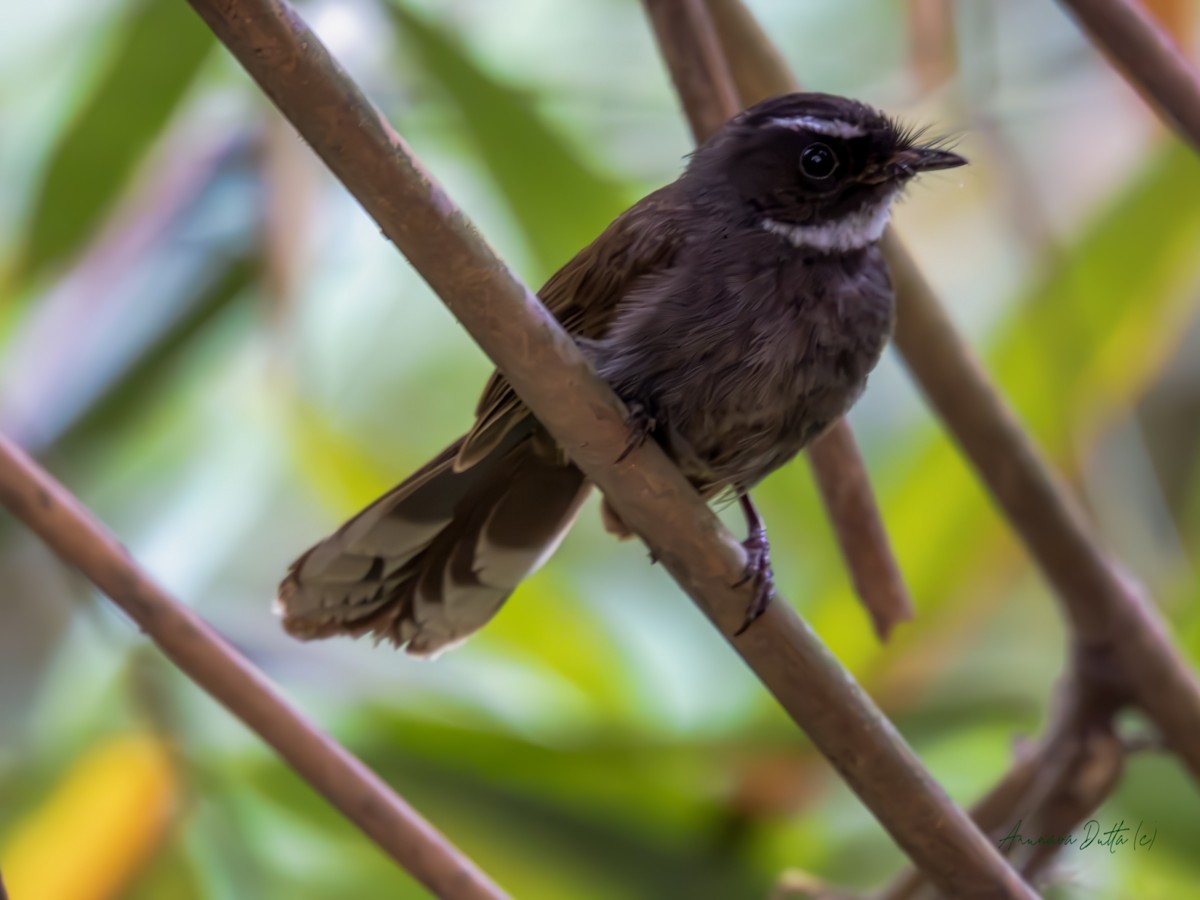 White-throated Fantail - ML618078318