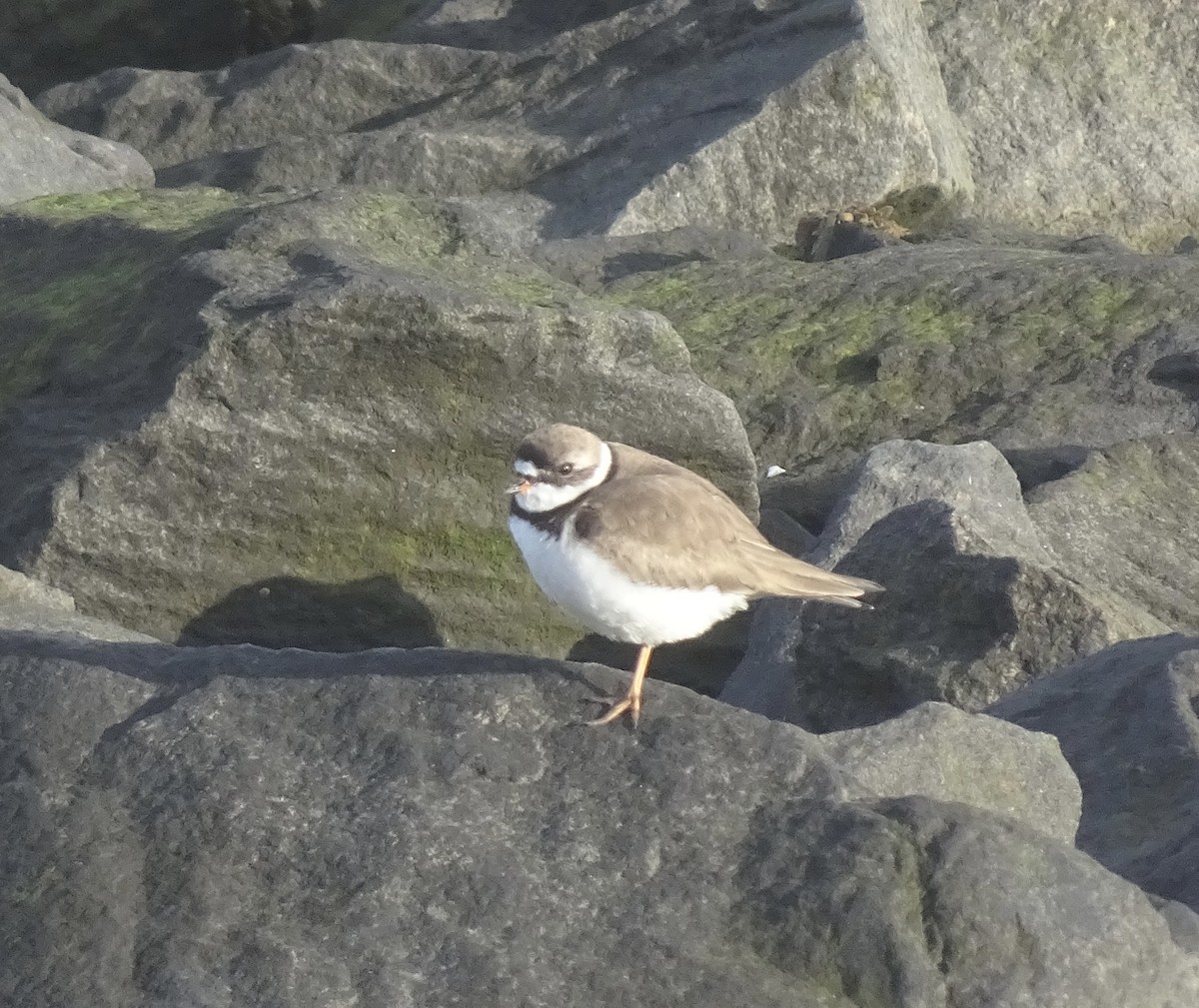 Semipalmated Plover - ML618078320