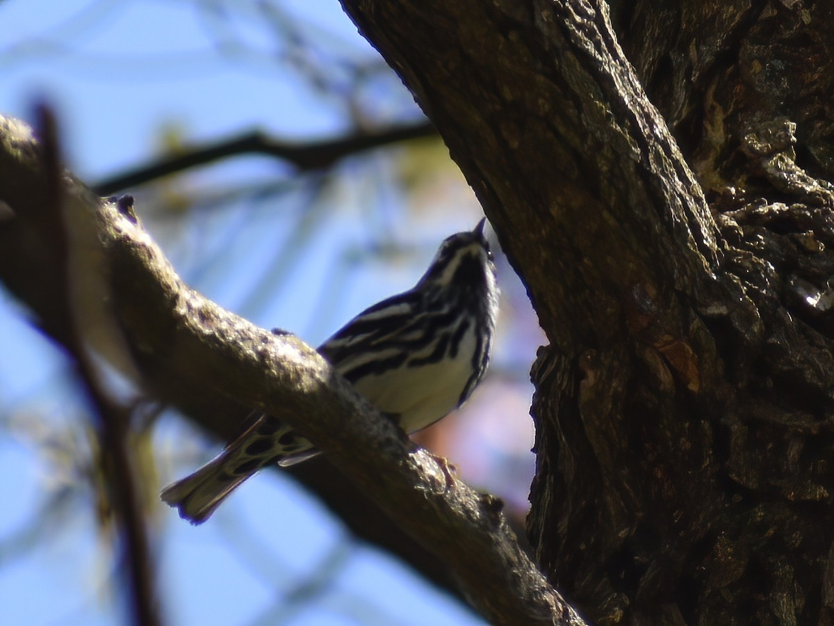 Black-and-white Warbler - Patrick McGill