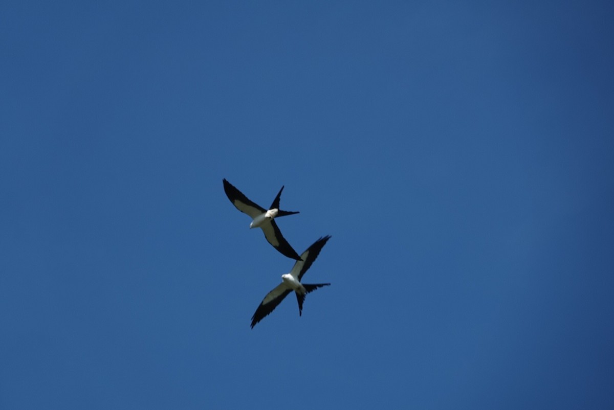 Swallow-tailed Kite - ML618078377