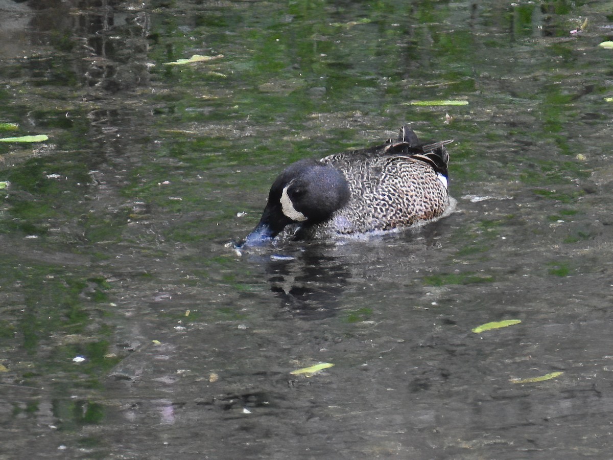 Blue-winged Teal - Patrick McGill