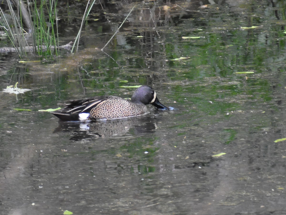 Blue-winged Teal - Patrick McGill