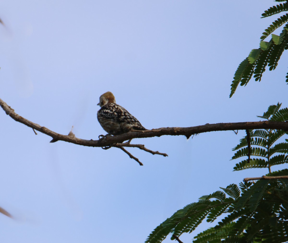 Brown-capped Pygmy Woodpecker - ML618078396