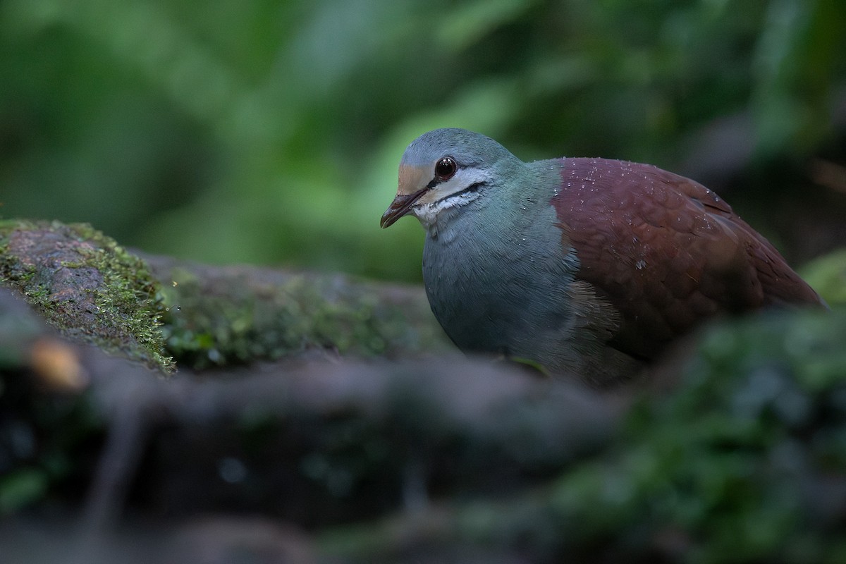 Buff-fronted Quail-Dove - Isaiah Rowe