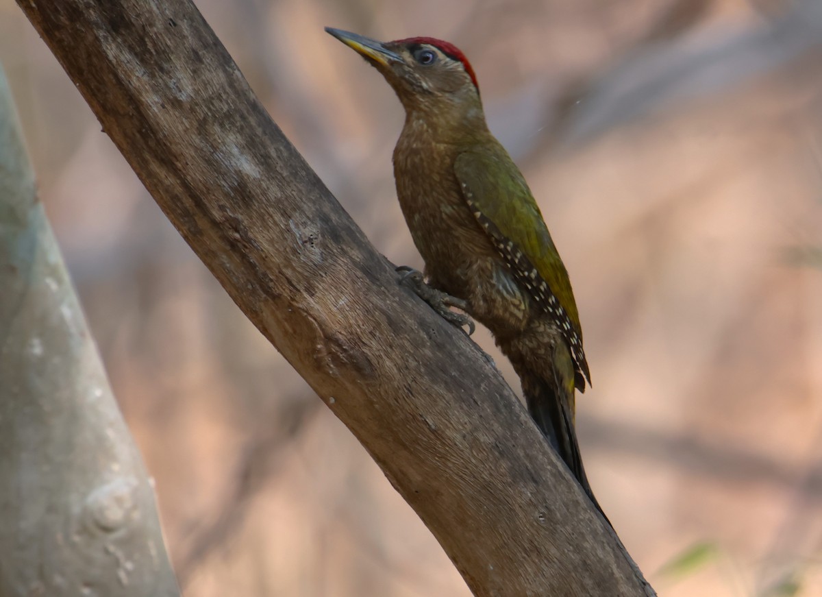Streak-throated Woodpecker - hari s