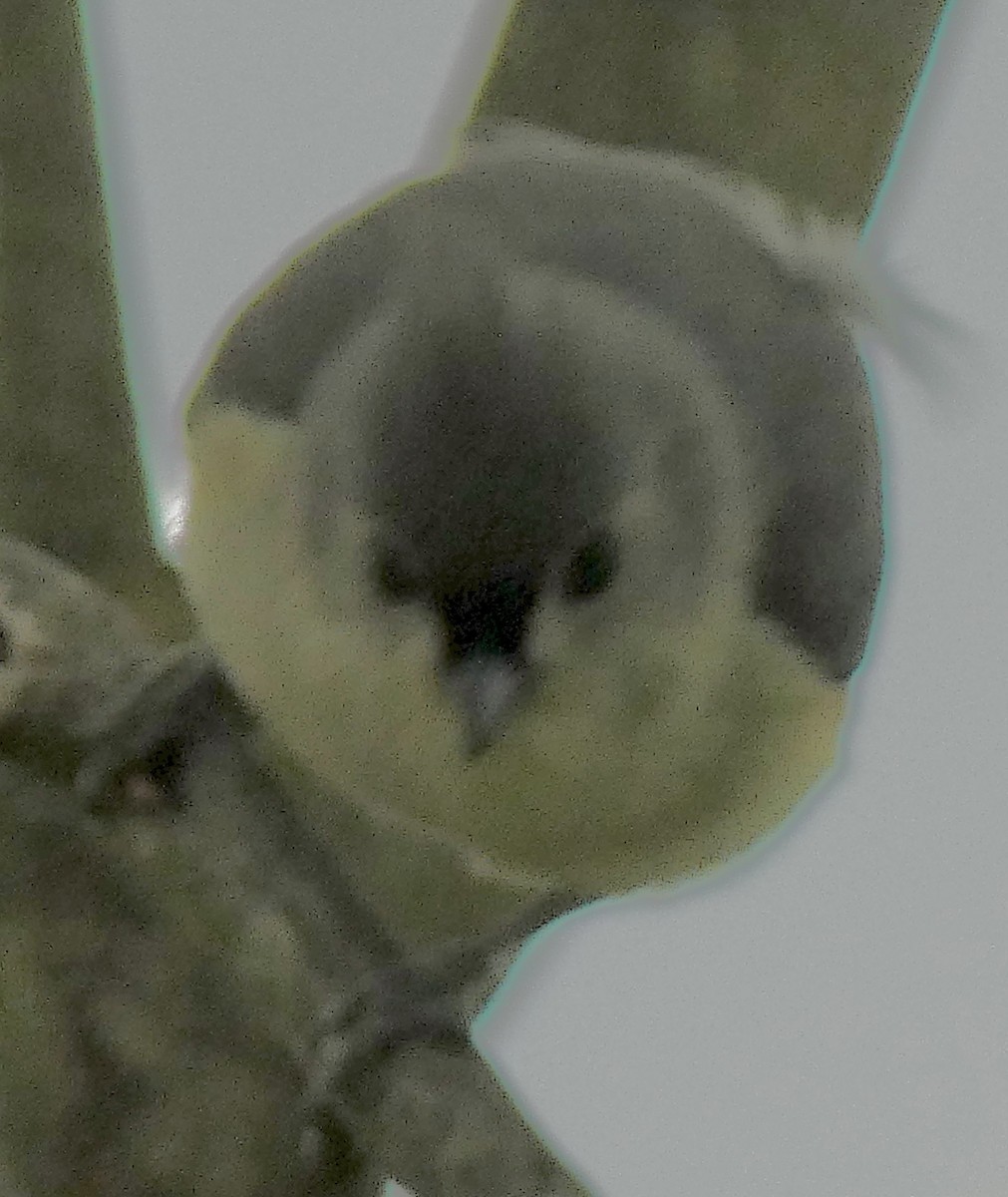 Tufted Titmouse - Connee Chandler