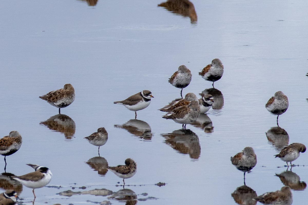 Semipalmated Plover - Jacob Hoyle
