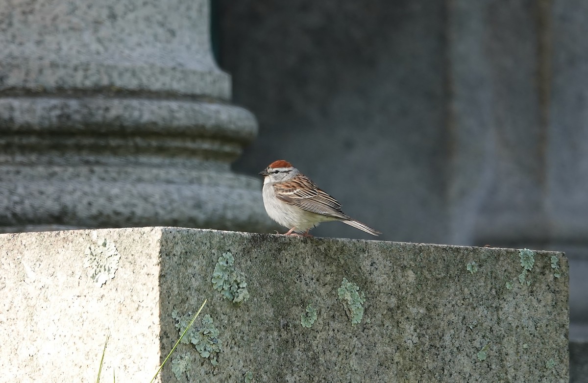Chipping Sparrow - ML618078451