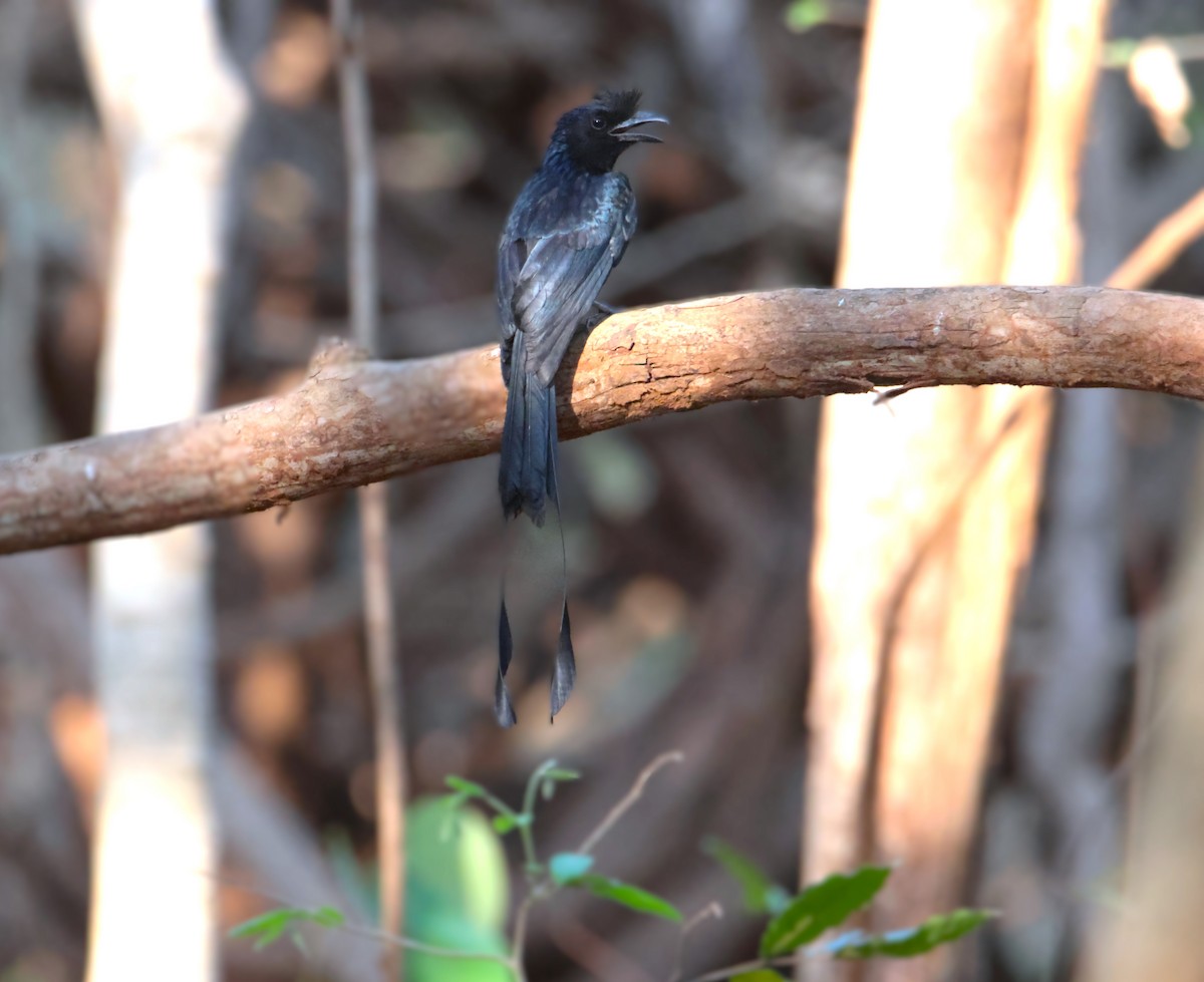 Greater Racket-tailed Drongo - ML618078452