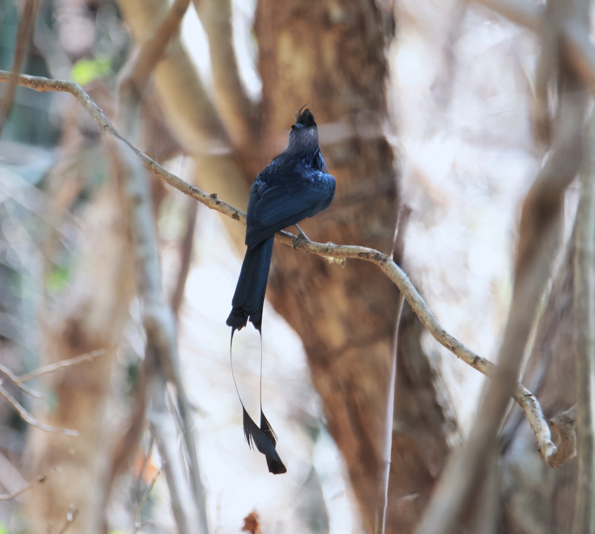 Greater Racket-tailed Drongo - ML618078453