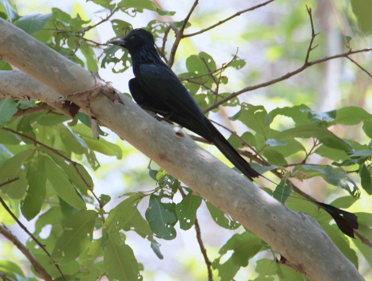 Greater Racket-tailed Drongo - ML618078454