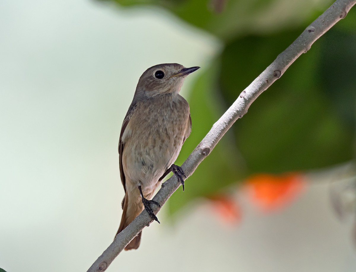 Common Redstart - chandana roy