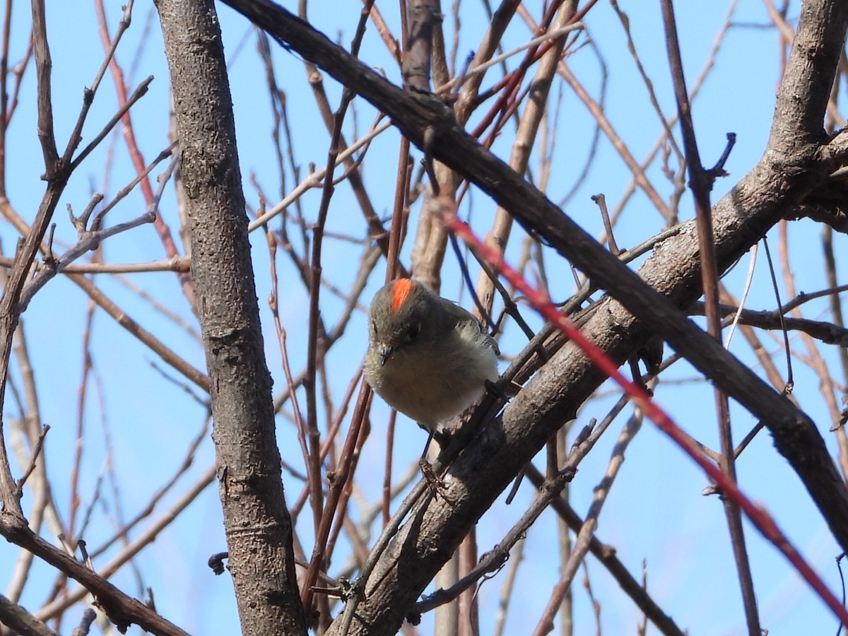 Ruby-crowned Kinglet - Charlotte Dallaire