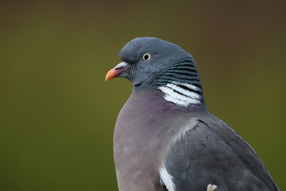Common Wood-Pigeon - ML618078489