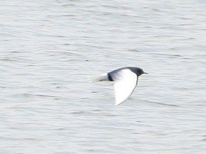 White-winged Tern - ML618078506