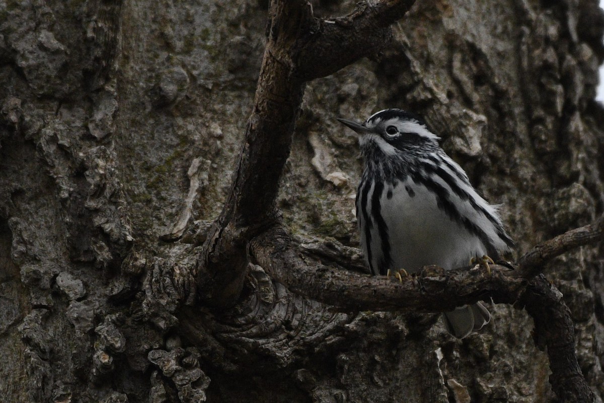 Black-and-white Warbler - ML618078564