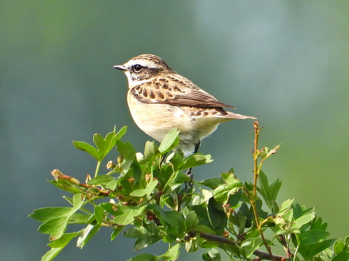 Whinchat - ML618078567