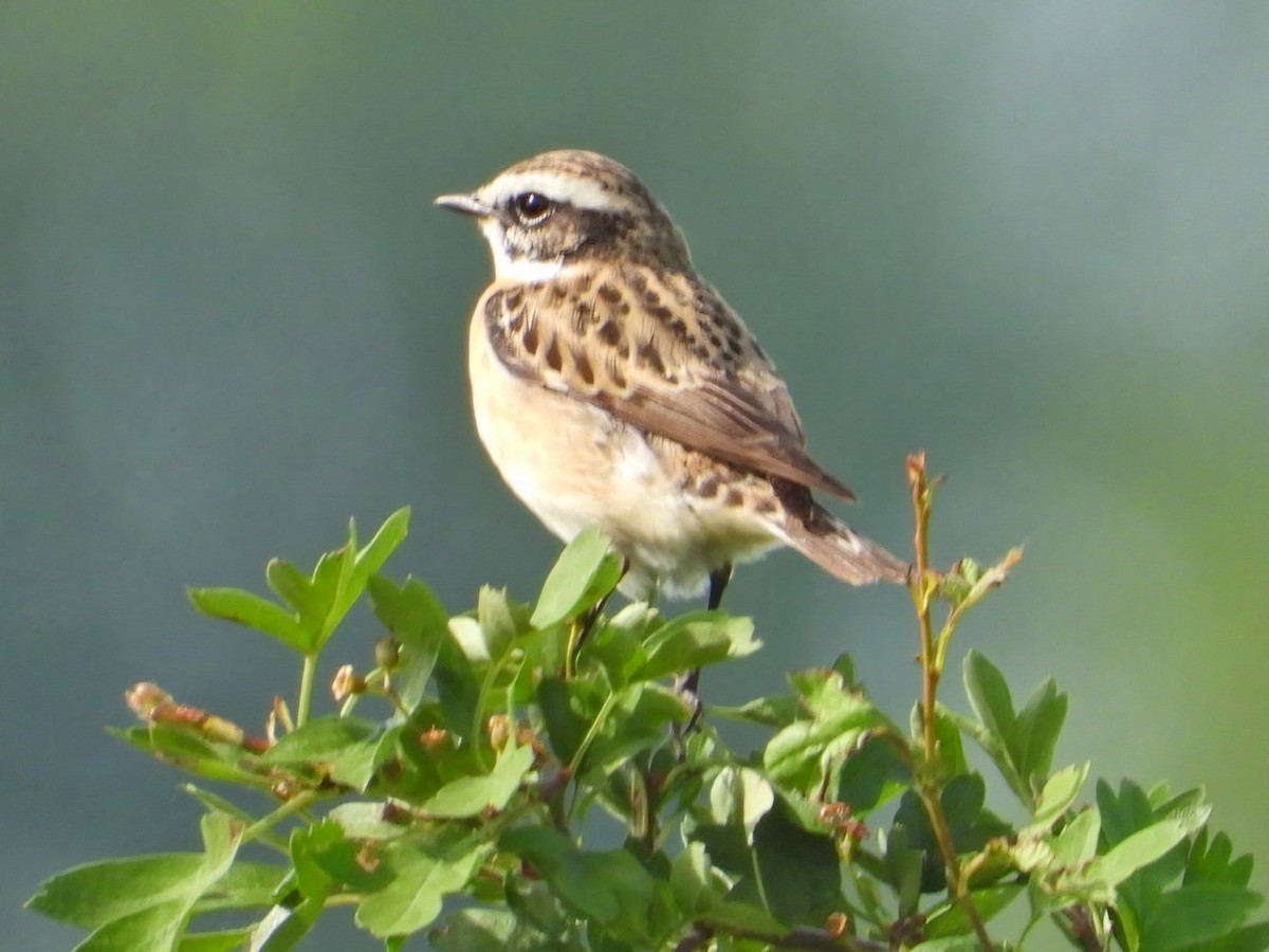 Whinchat - ML618078568