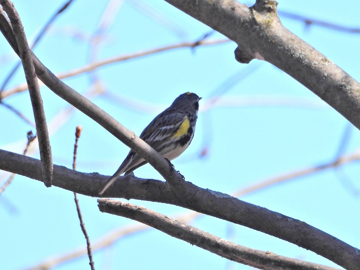 Yellow-rumped Warbler - Charlotte Dallaire