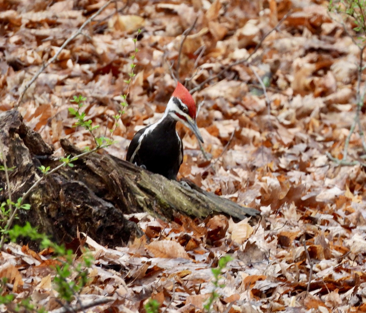 Pileated Woodpecker - William McClellan