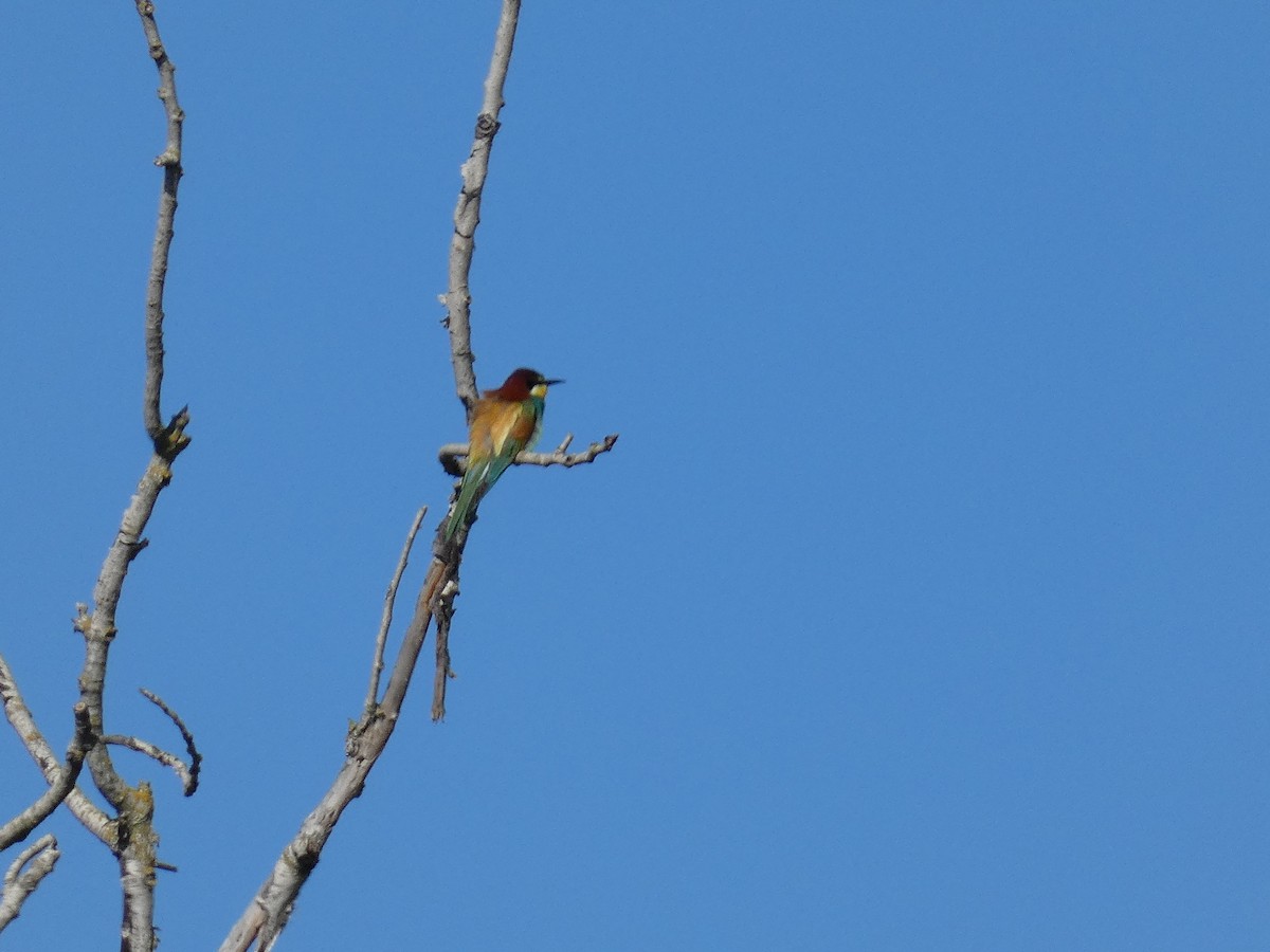 European Bee-eater - Eduardo Sevilla