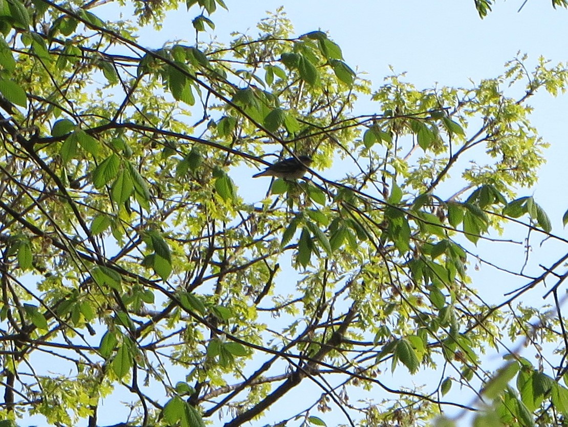 Cerulean Warbler - Brit Nahorney