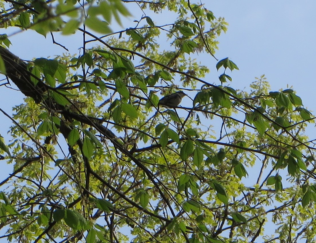Cerulean Warbler - Brit Nahorney