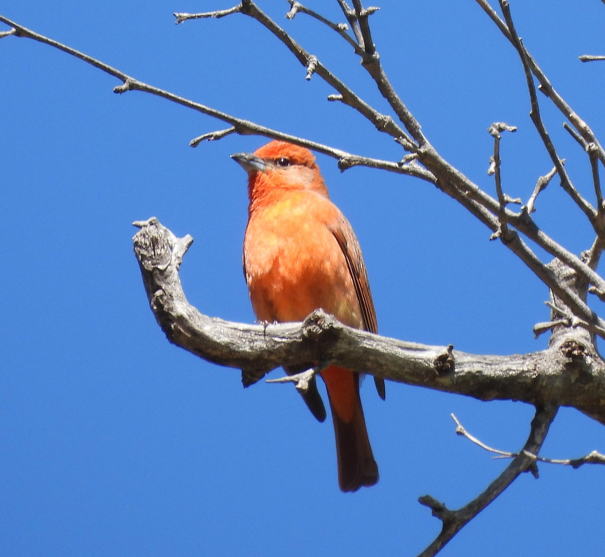 Hepatic Tanager - ML618078629