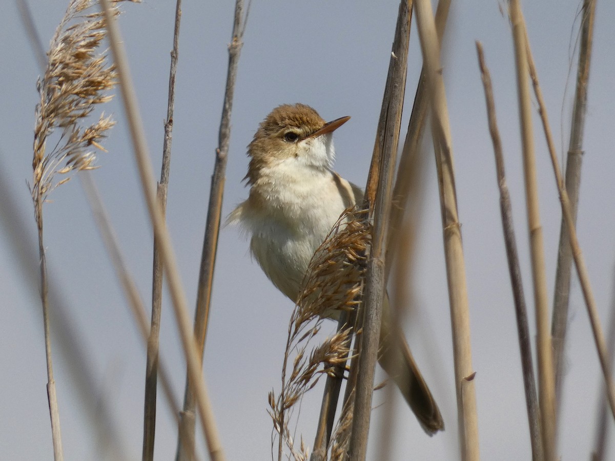 Common Reed Warbler - Eduardo Sevilla