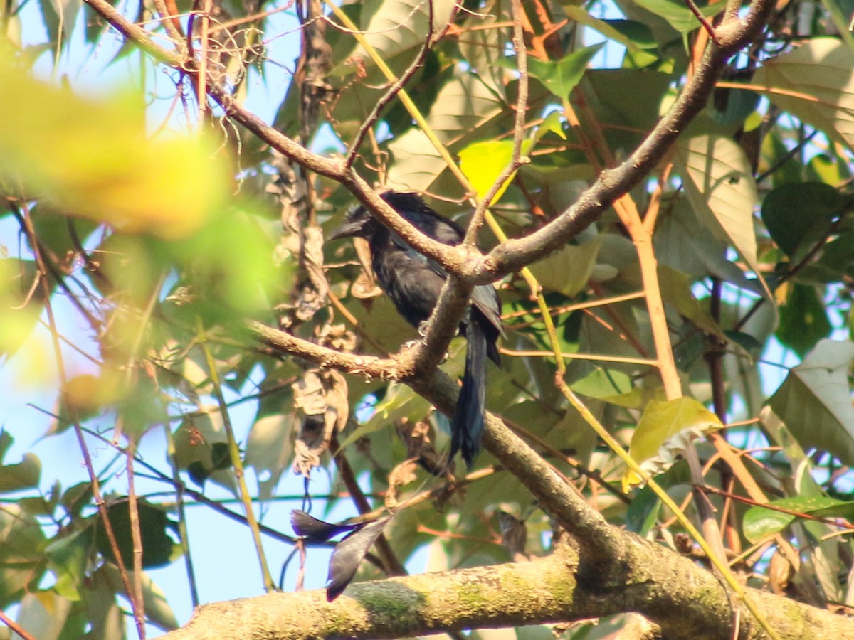 Greater Racket-tailed Drongo - ML618078647