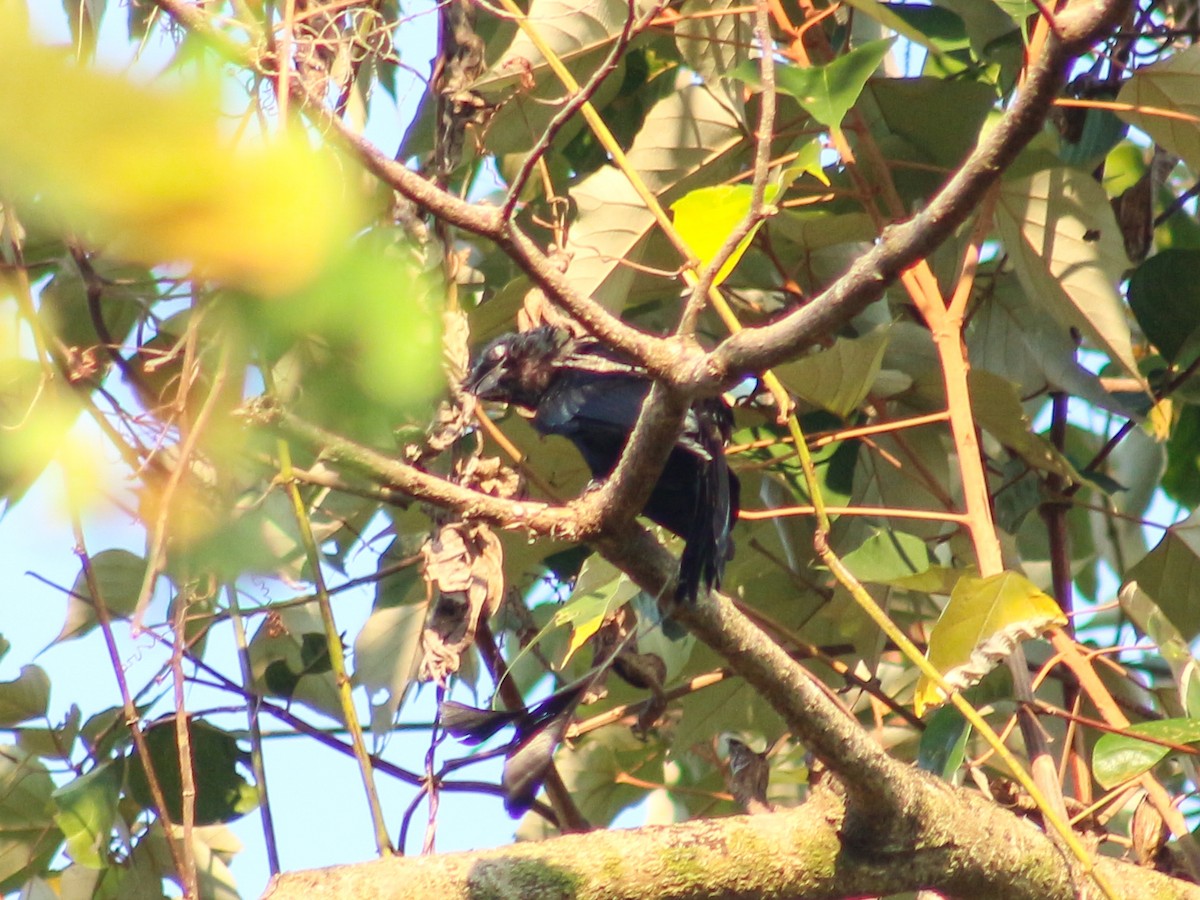 Greater Racket-tailed Drongo - Gerard Chartier
