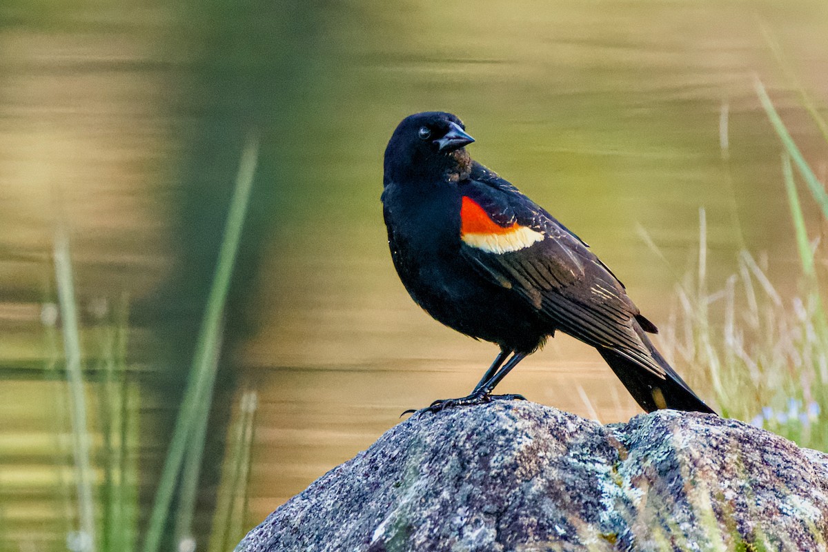 Red-winged Blackbird - ML618078725