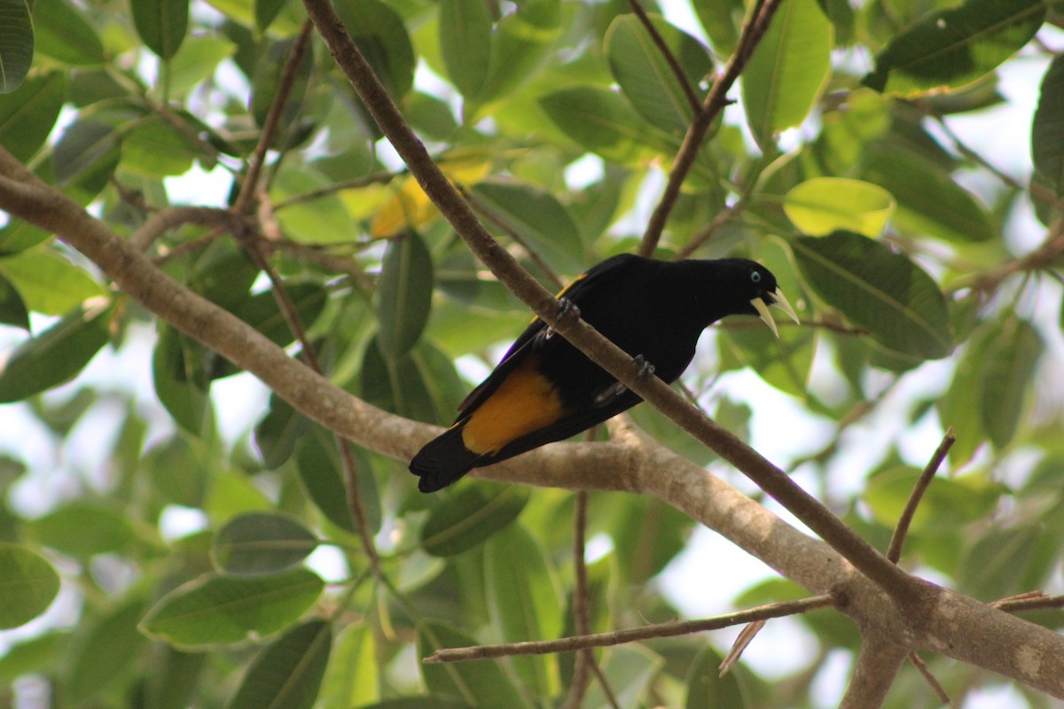 Yellow-rumped Cacique - ML618078741