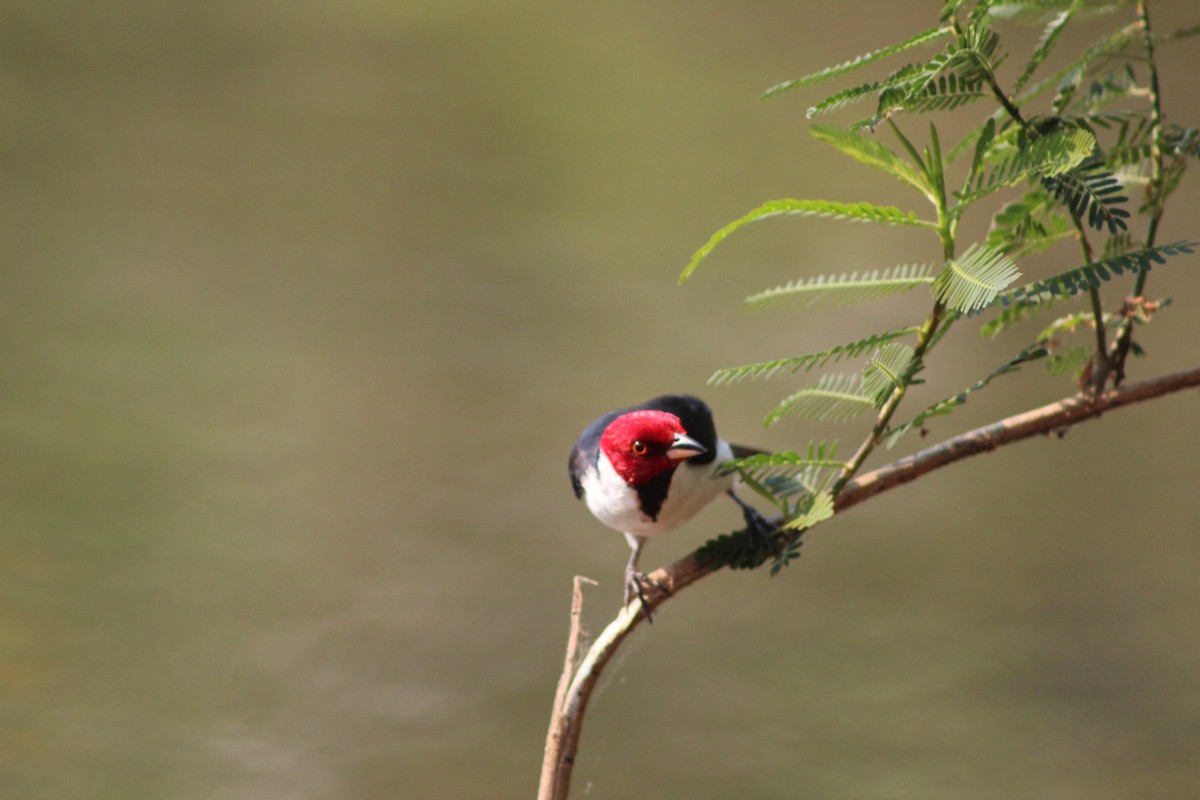 Red-capped Cardinal - ML618078762
