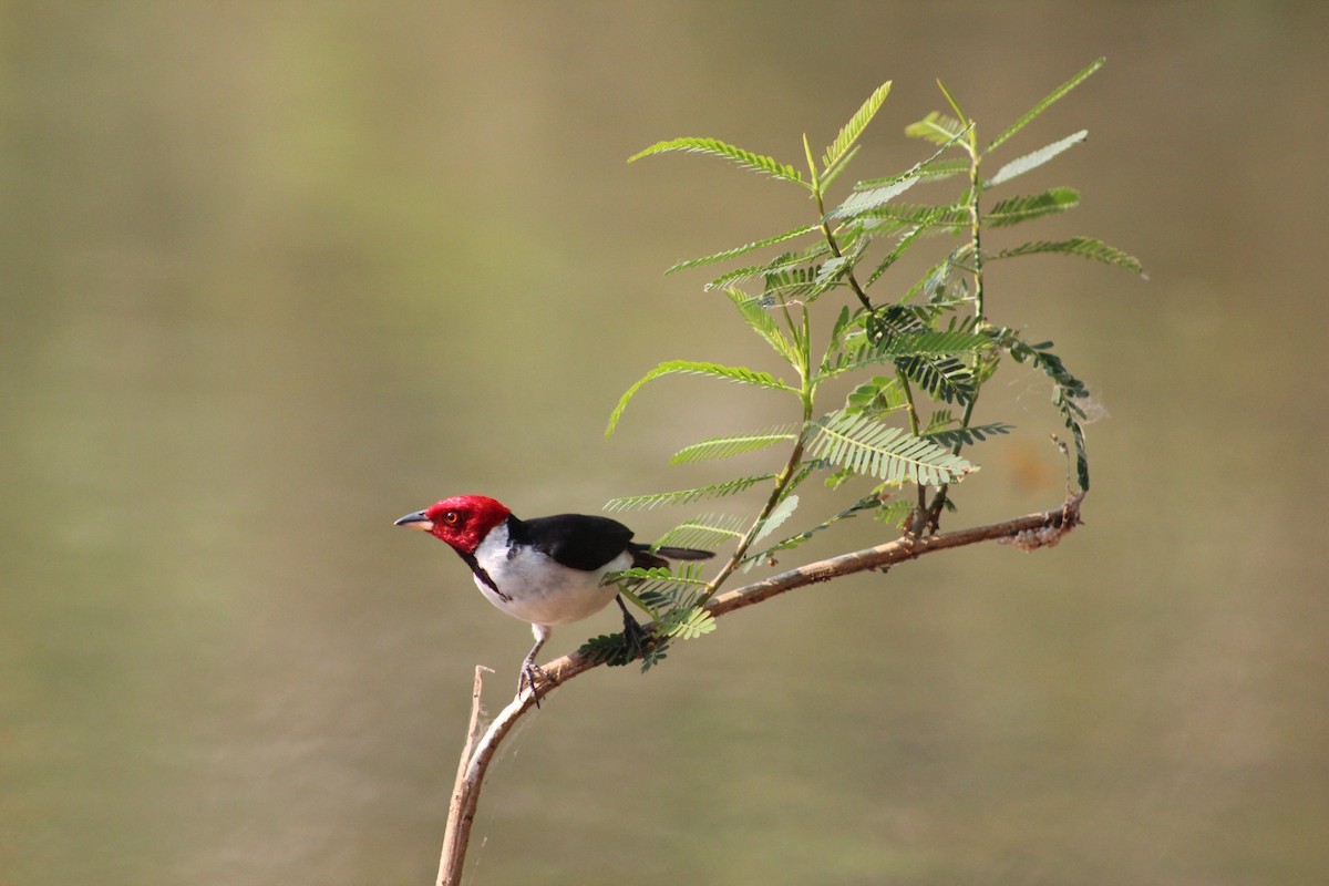 Red-capped Cardinal - ML618078763