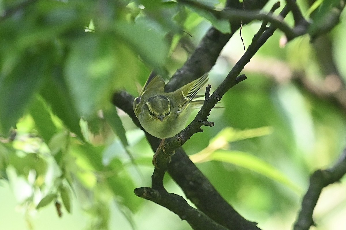 Blyth's Leaf Warbler - ML618078778