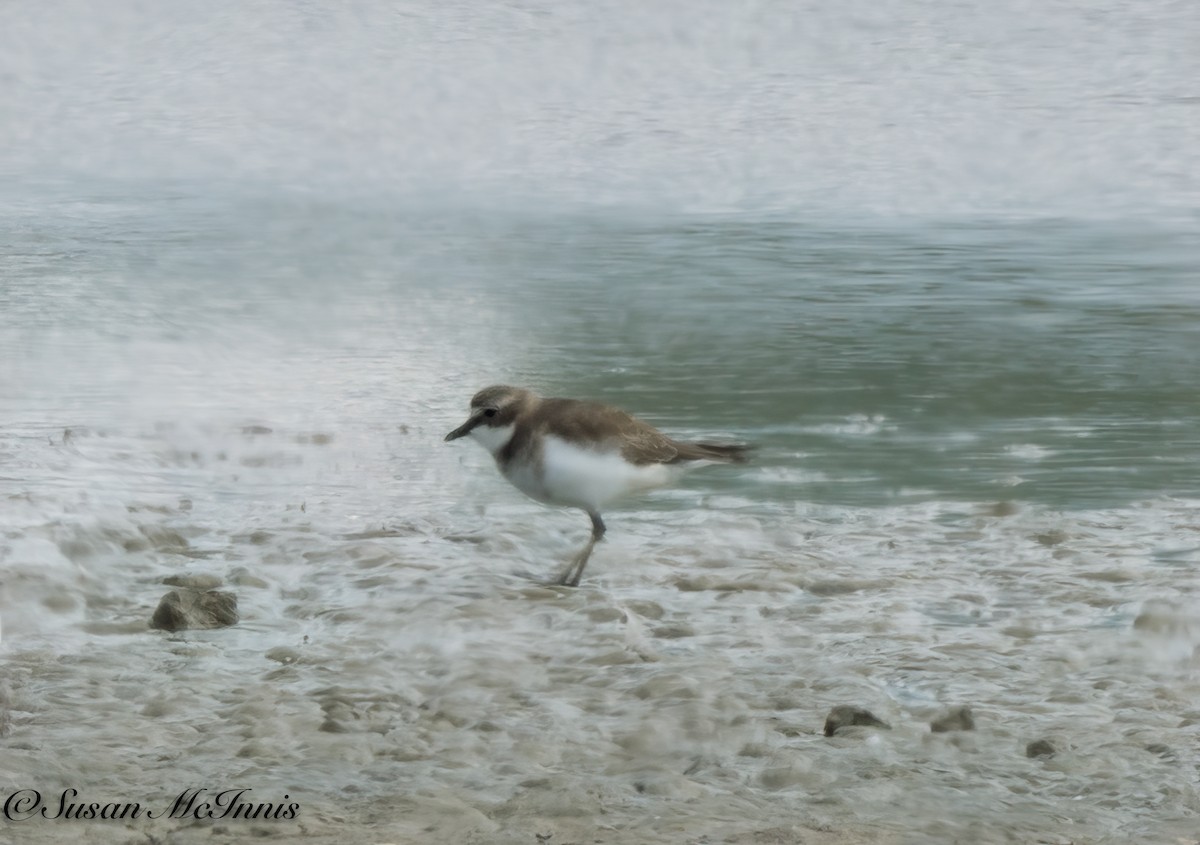 Double-banded Plover - ML618078811