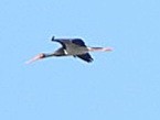 Black Stork - ML618078871