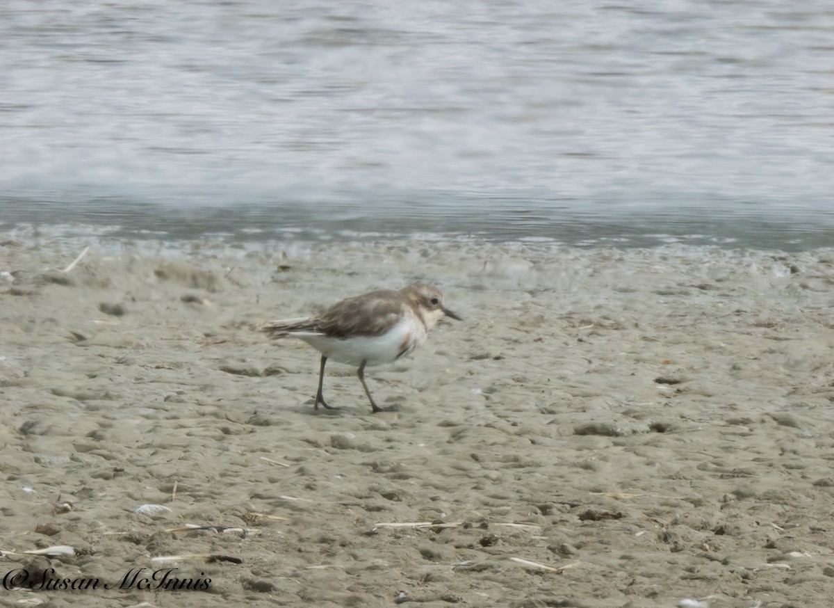 Double-banded Plover - ML618078884