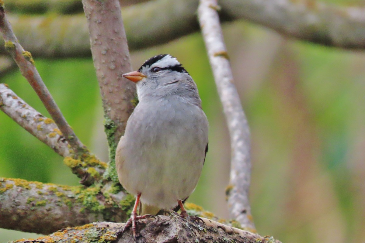 White-crowned Sparrow - ML618078902
