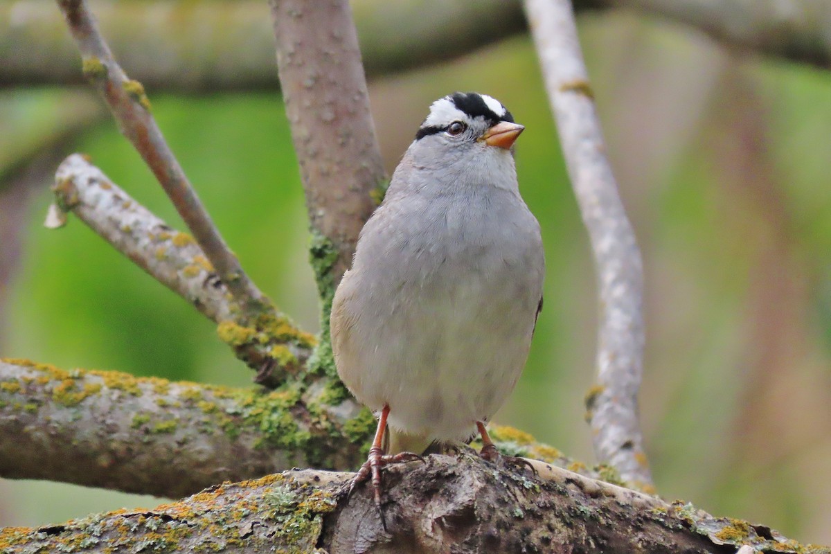 White-crowned Sparrow - ML618078903
