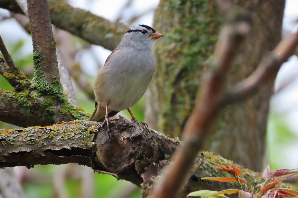 White-crowned Sparrow - ML618078904