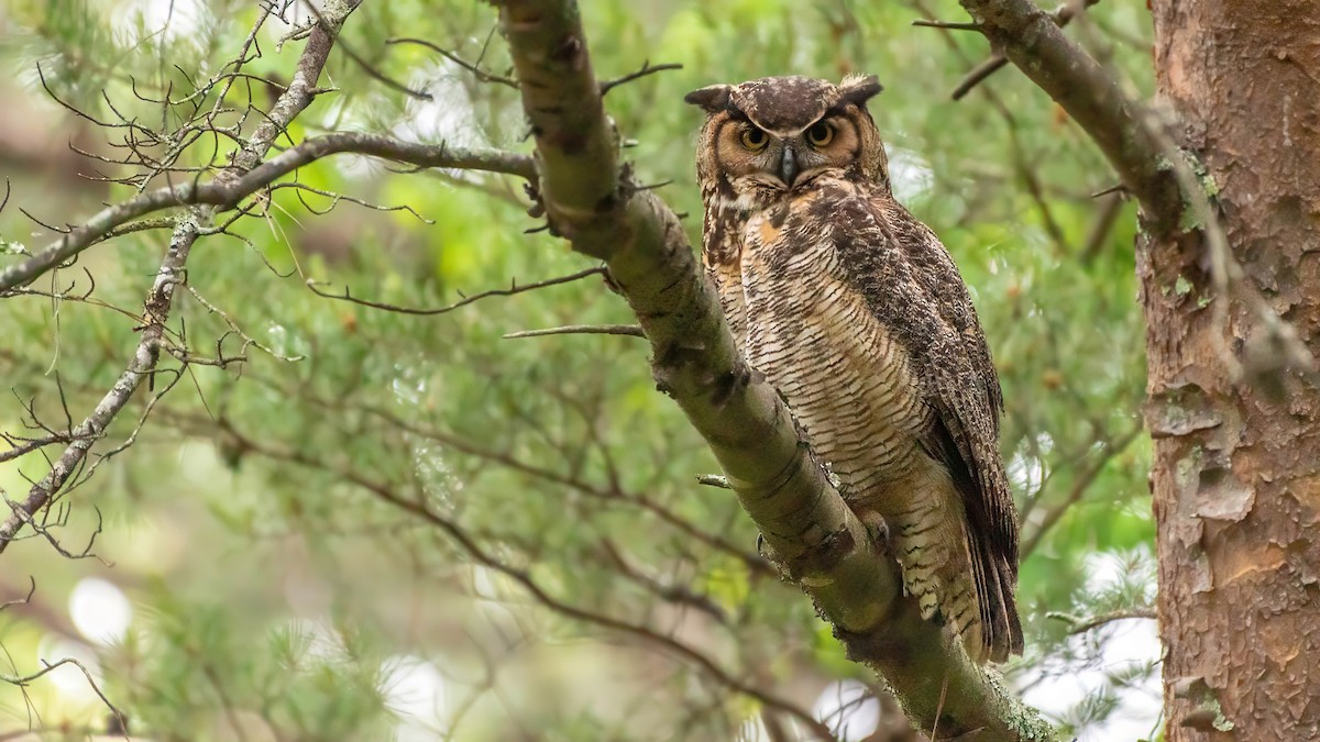 Great Horned Owl - ML618078947