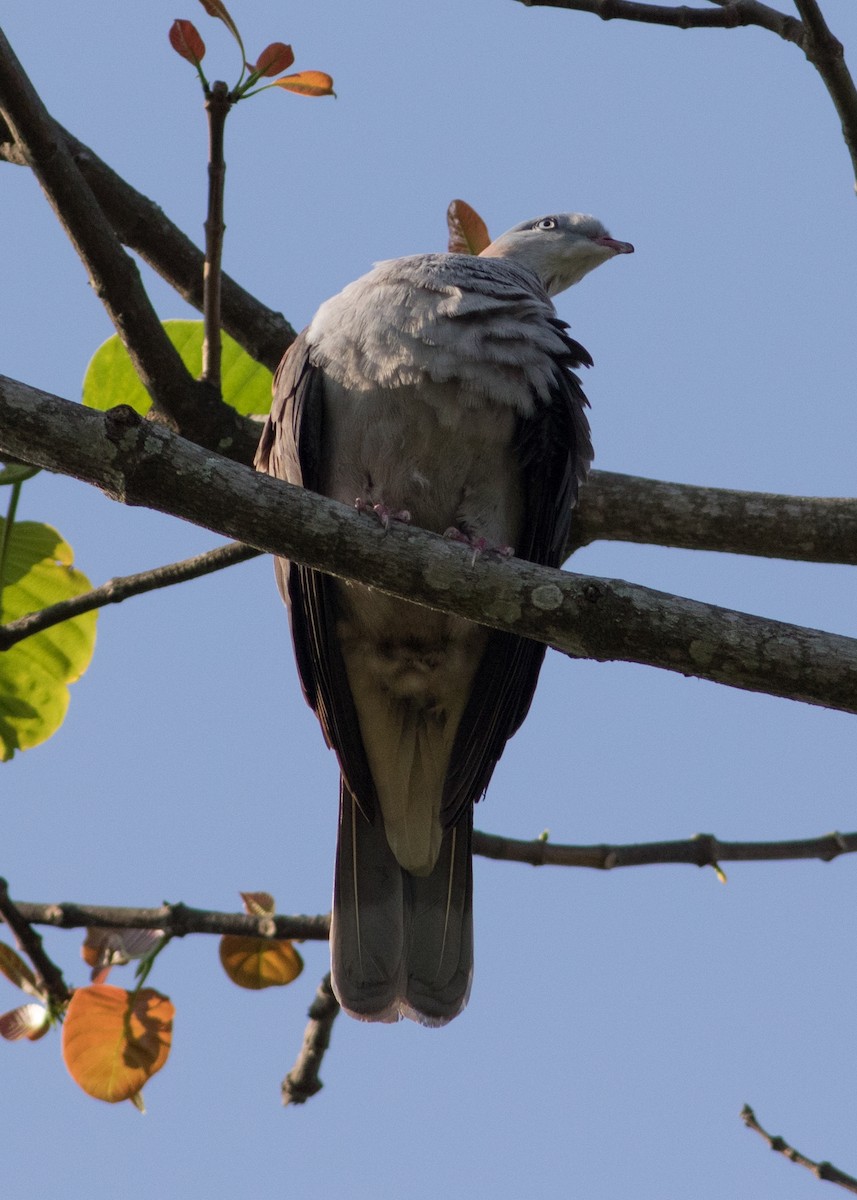 Mountain Imperial-Pigeon - ML618078948