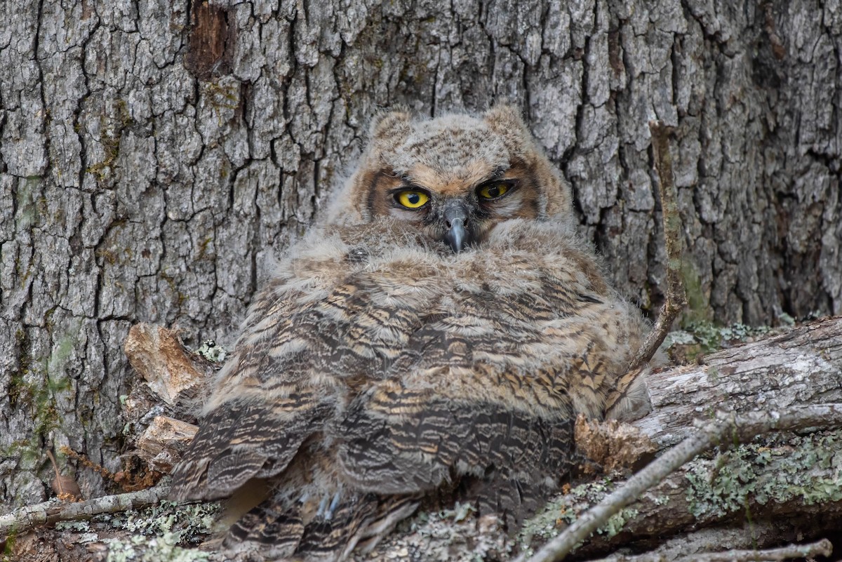 Great Horned Owl - ML618078949