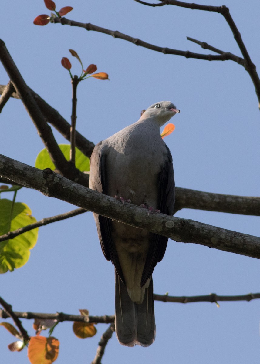 Mountain Imperial-Pigeon - ML618078950